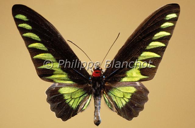 trogonoptera brookiana.JPG - Trogonoptera brookianaBird-Winged ButterflyLepidoptera, PapilionidaeBorneo